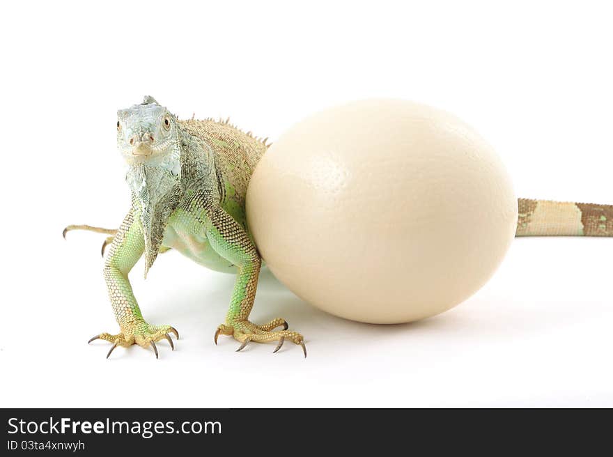 Green iguana and ostrich egg