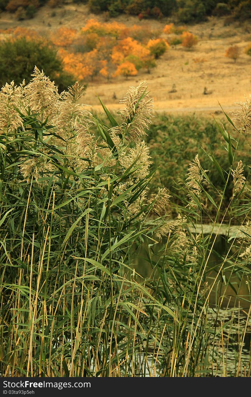 Reed surrounds a high mountain lake