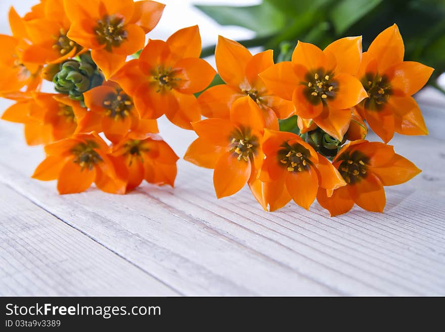 Branch of freesia orange on the table