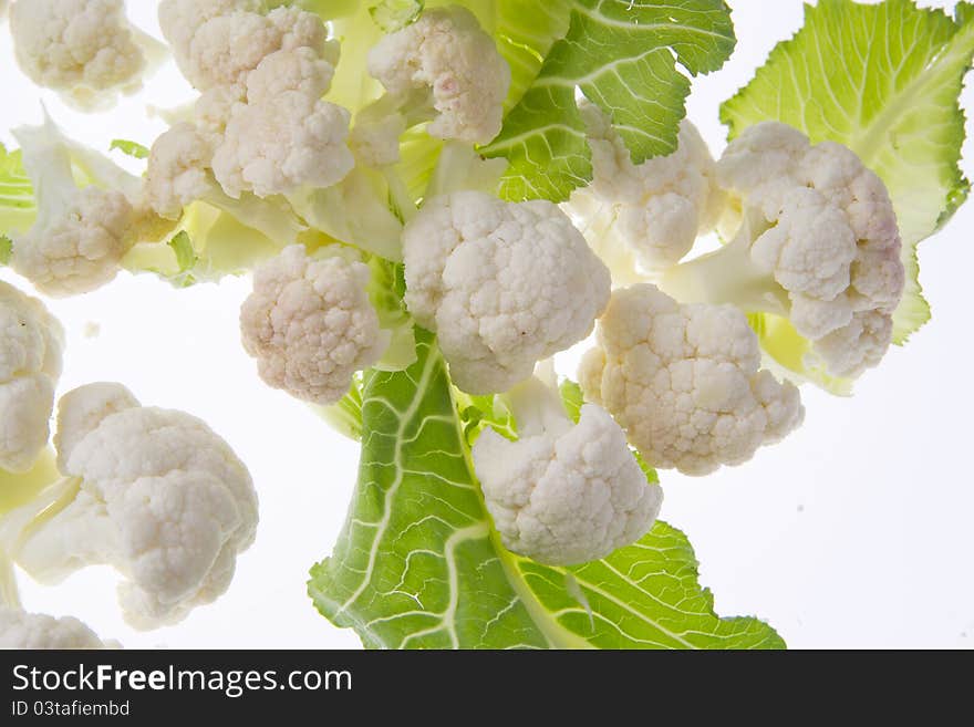 Fresh flowers of the garden cabbage. Fresh flowers of the garden cabbage