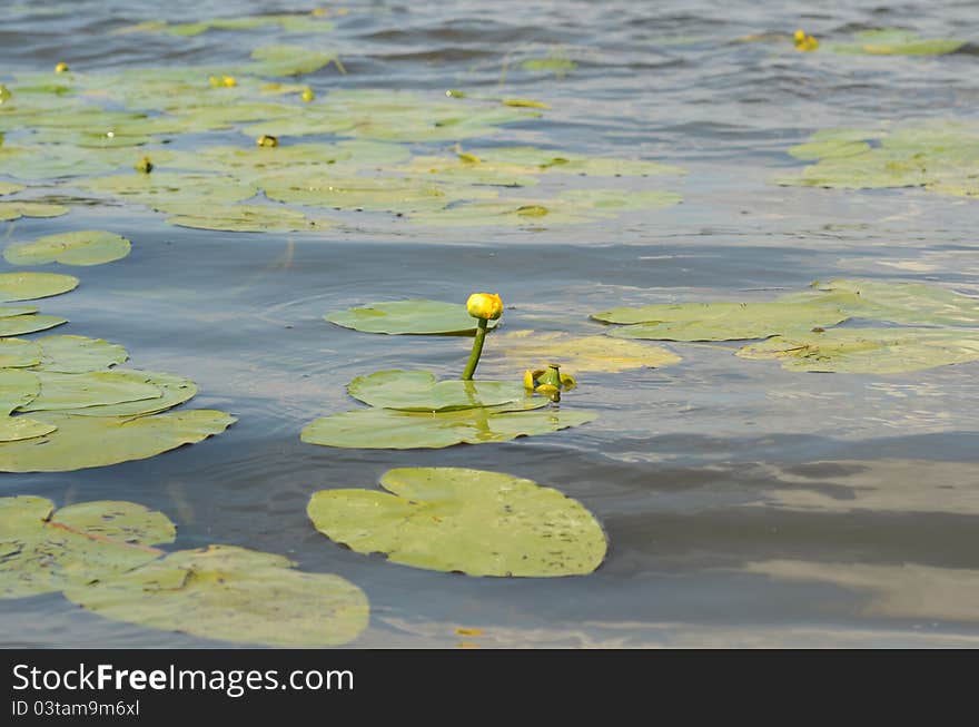 Flowers Of A Lily And Leafs