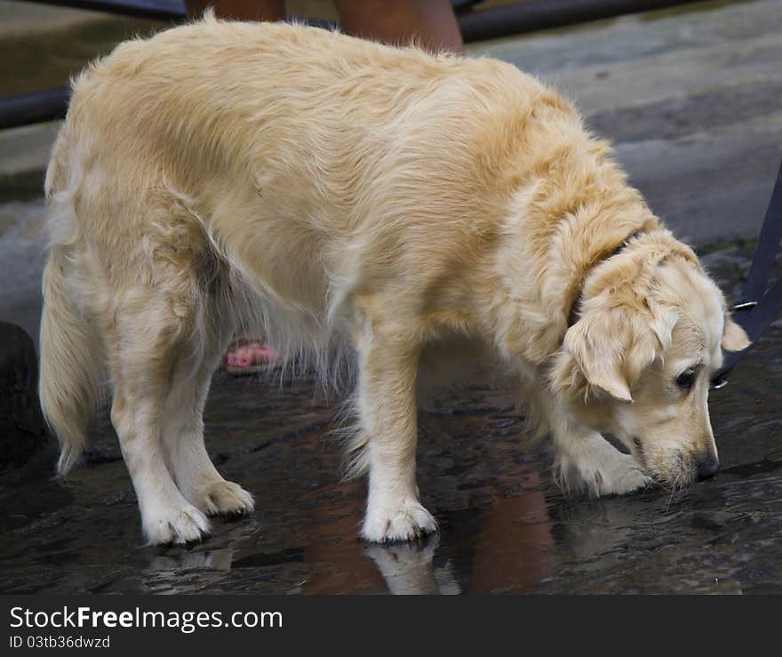 Beautiful labrador dog