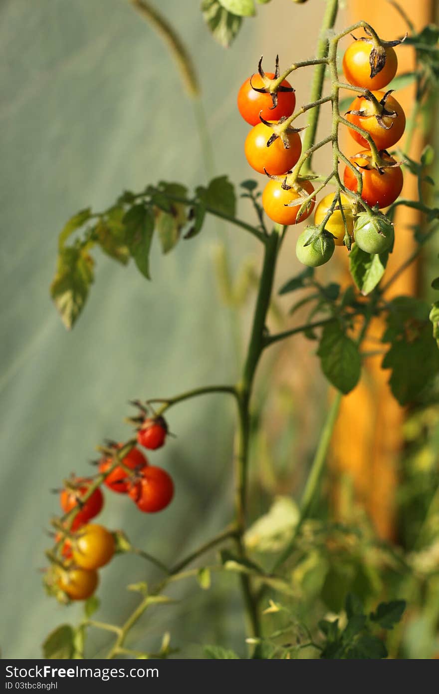 Cherry tomatoes in greenhouse