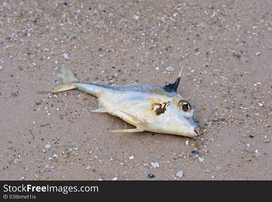 Dry fish on the beach