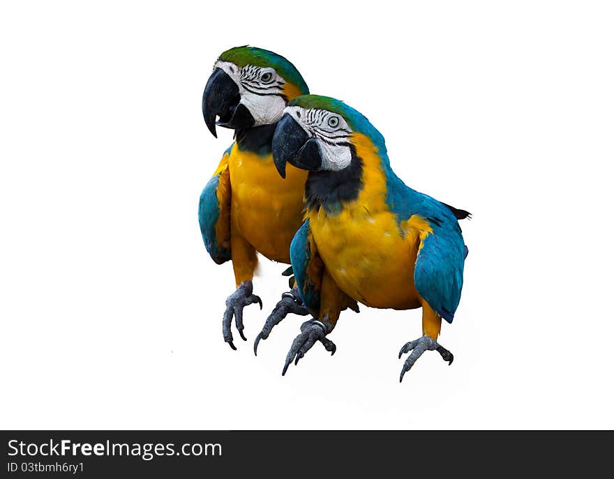 Couplues of blue macaw