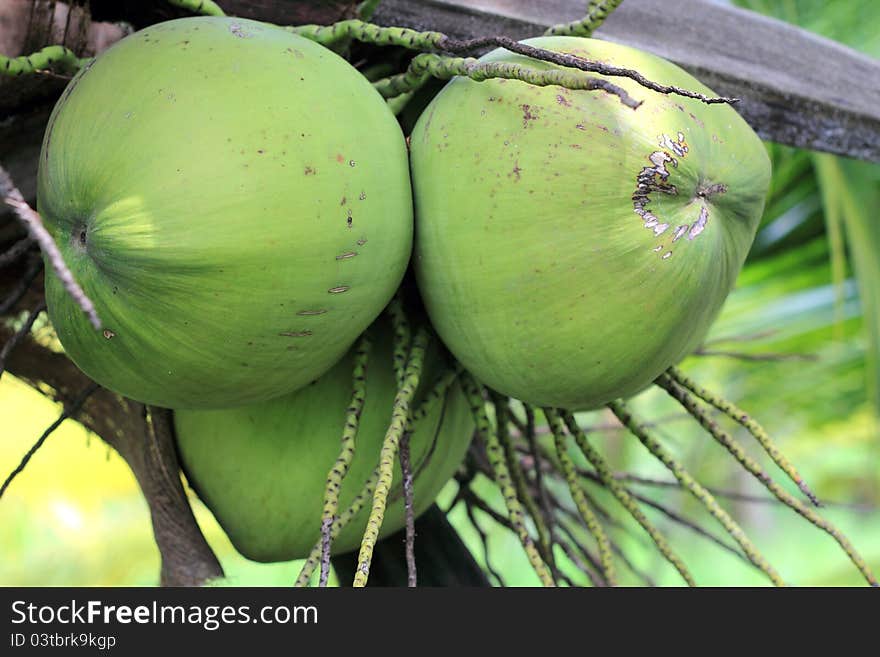 Coconuts on the tree in the groves