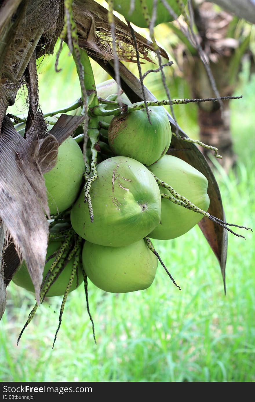 Coconuts on the tree in the groves