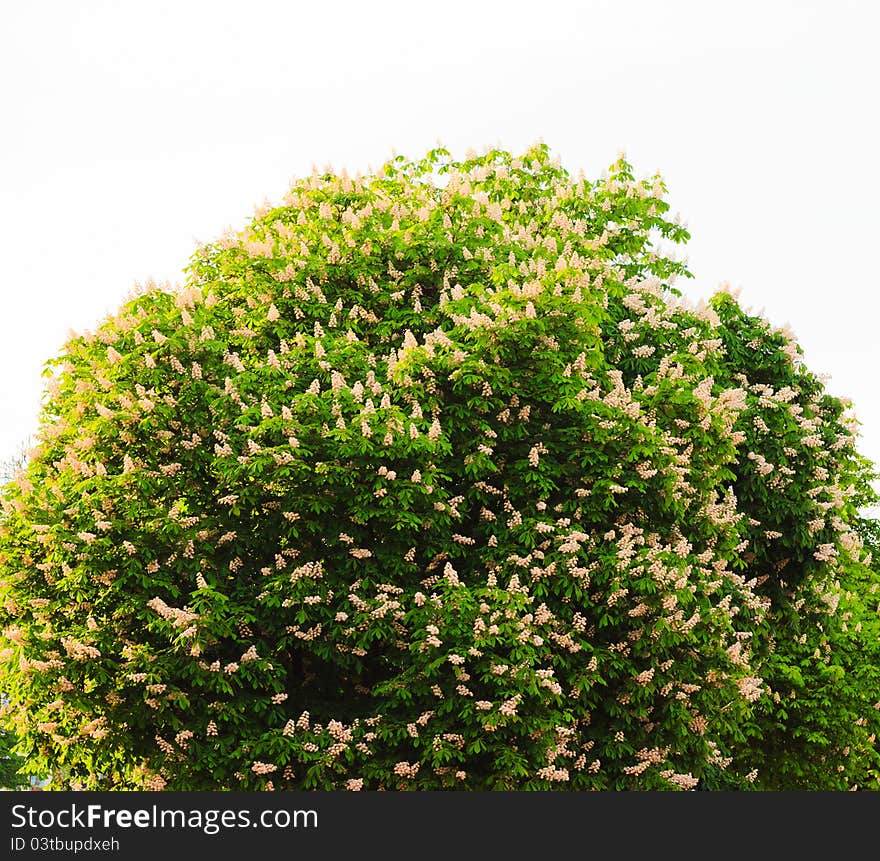 Branches of chestnut tree with white flowers on white background. Branches of chestnut tree with white flowers on white background