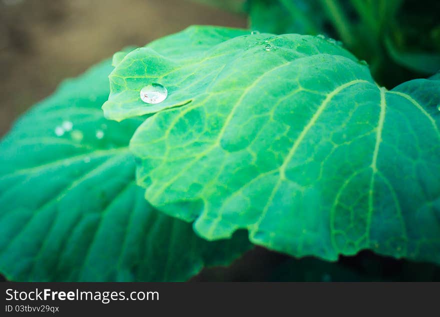 Water drops on the fresh green leaf