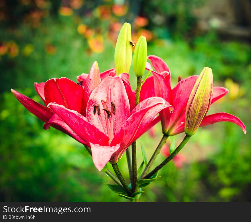 Beautiful wild pink flower in the garden. Beautiful wild pink flower in the garden