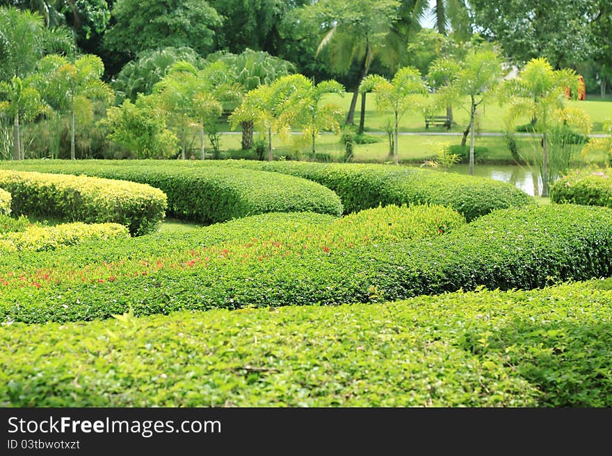 The beautiful ornamental plants Beautiful garden