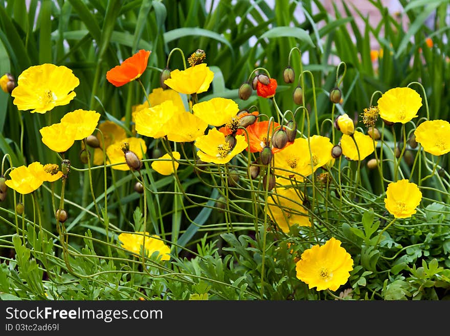 Yellow poppies blooming in the background of green grass