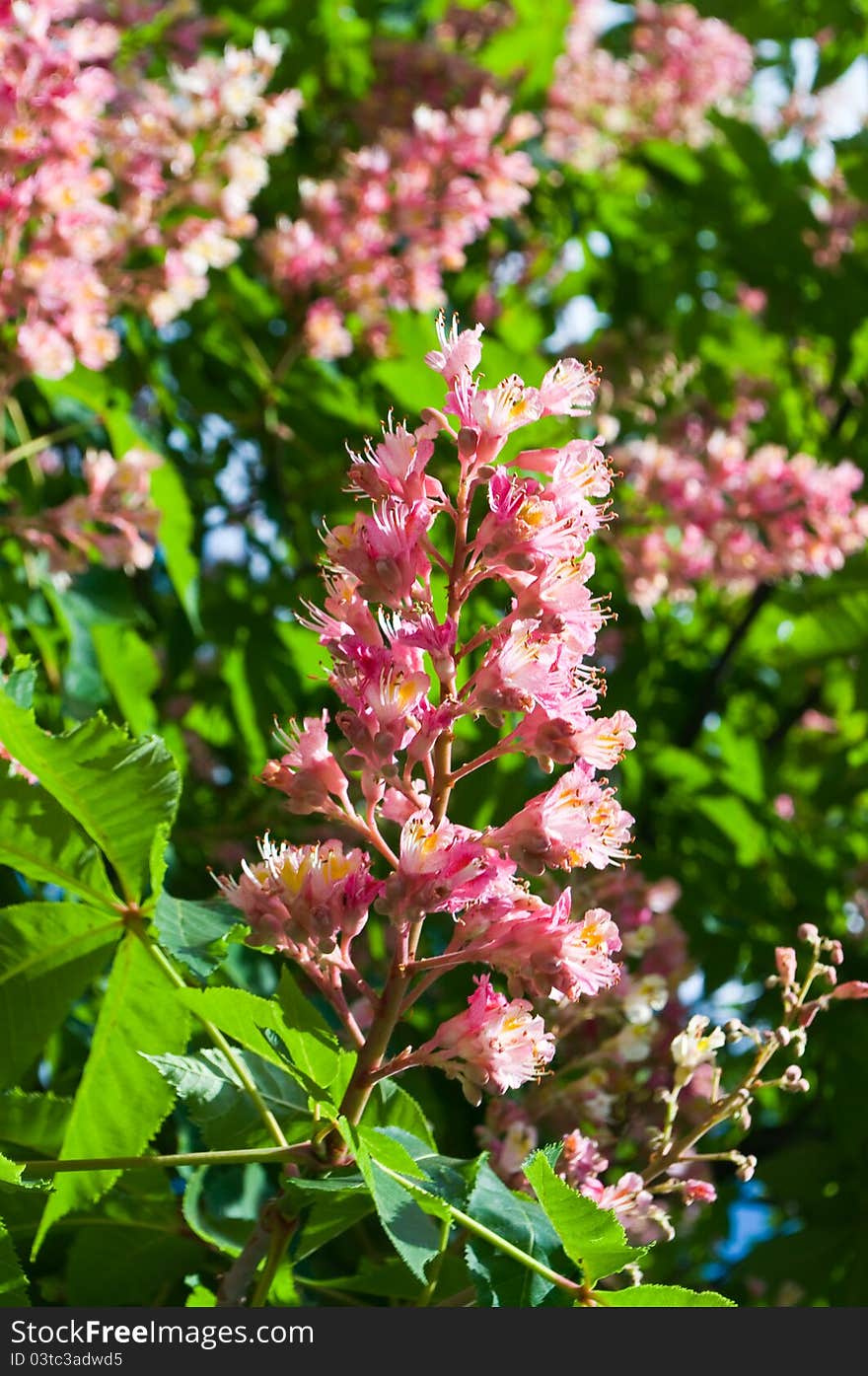 Pink flowers decorative chestnut as a background