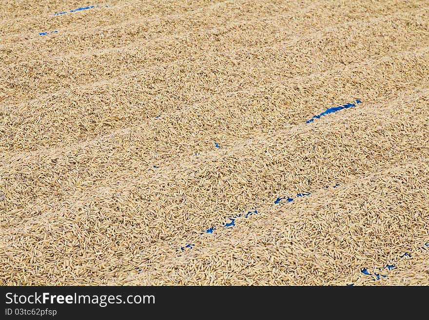 Paddy husk drying to reduce humidity. Paddy husk drying to reduce humidity