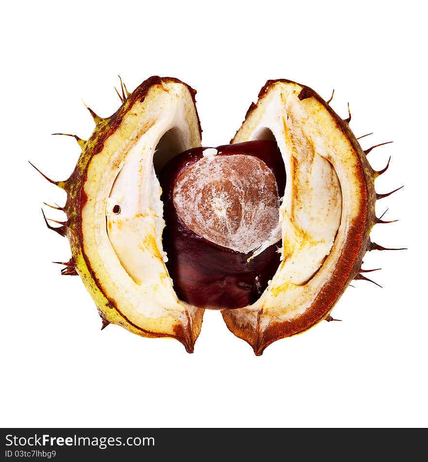 Chestnut in open husk.