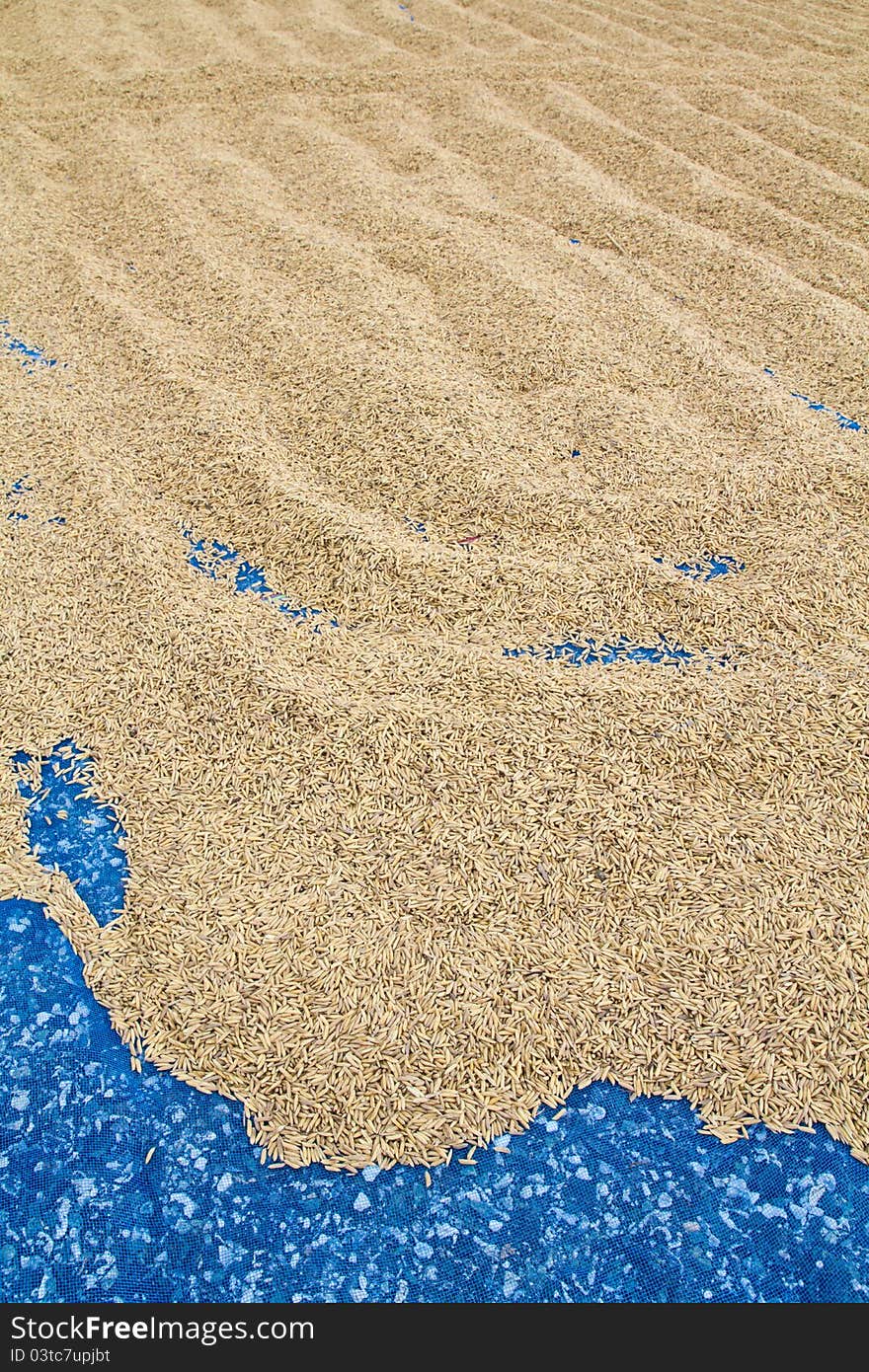 Paddy Drying