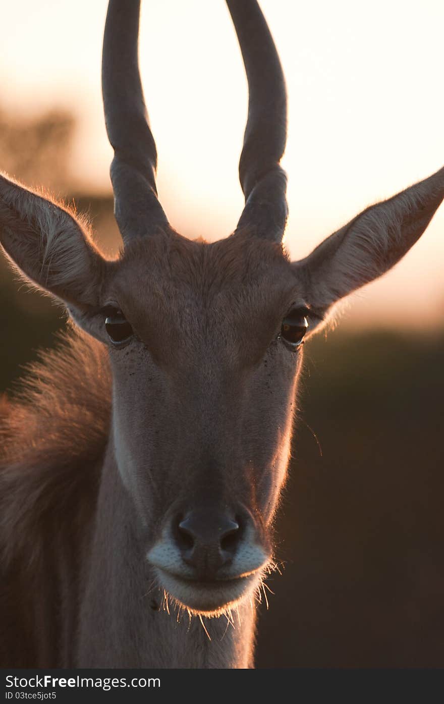 Eland Cow Frontal