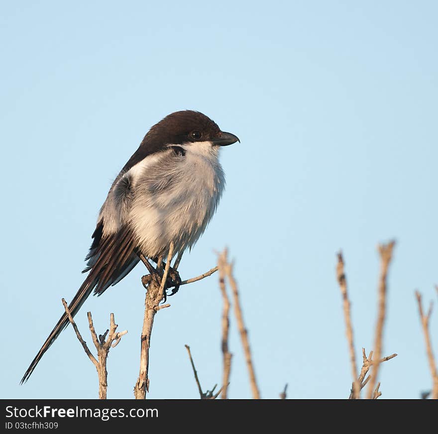 Fiscal Flycatcher