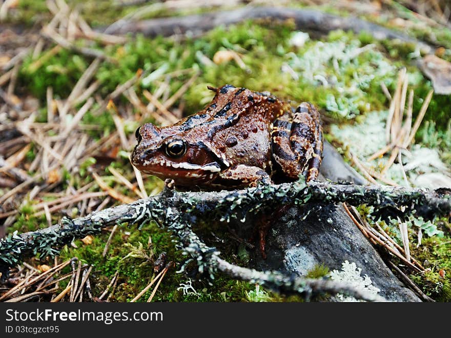 The brown frog is sitting on the forest ground. It is melting into the background. The brown frog is sitting on the forest ground. It is melting into the background.