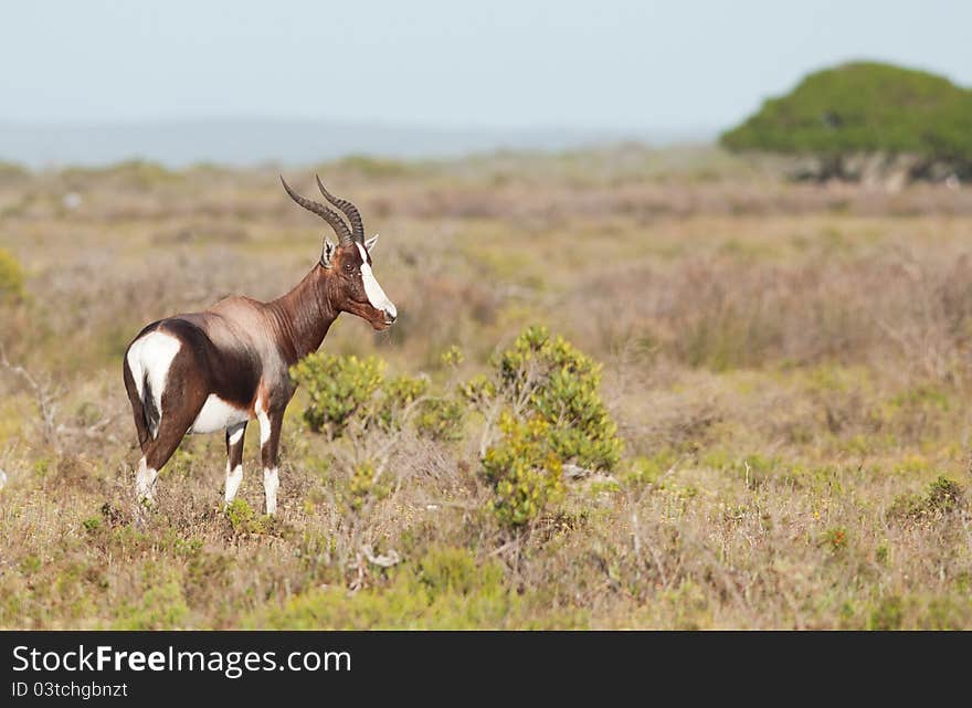 Side view of a Bontebok at De Hoop Nature Reserve. Side view of a Bontebok at De Hoop Nature Reserve