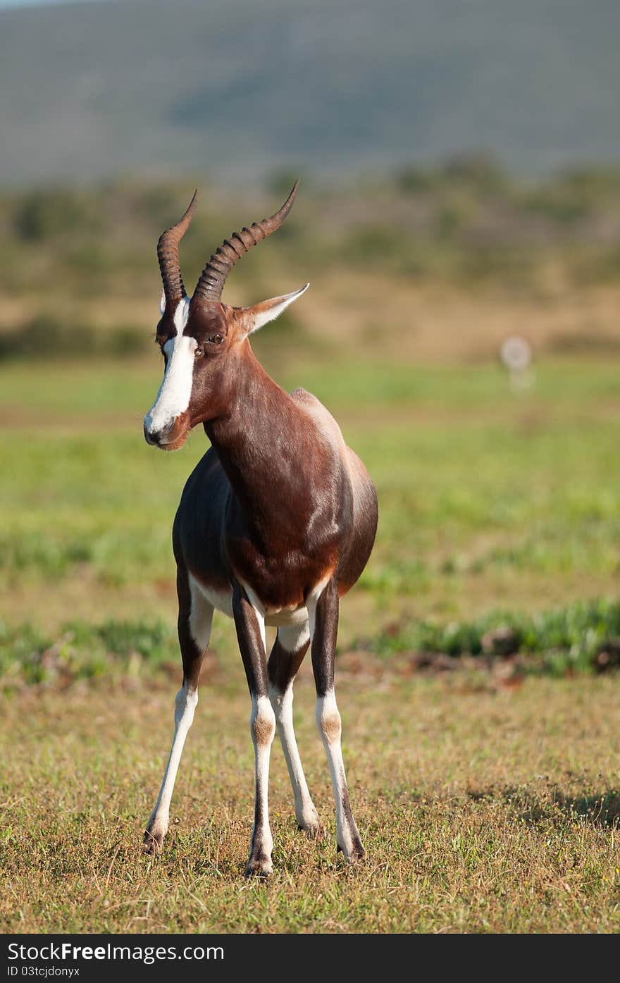 Frontal view of a male Bontebok in De Hoop nature reserve. Frontal view of a male Bontebok in De Hoop nature reserve