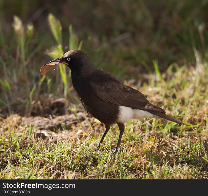 African Pied Starling with a leaf in its mouth on a lawn