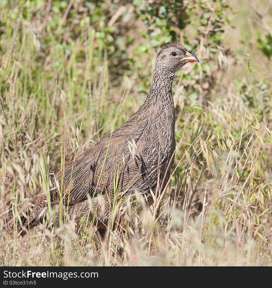 Cape Francolin