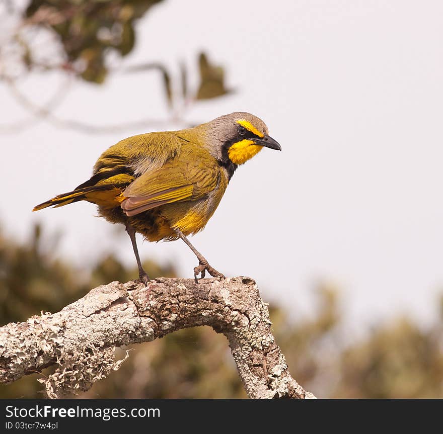 View of Bokamakierie bird from side on branch. View of Bokamakierie bird from side on branch