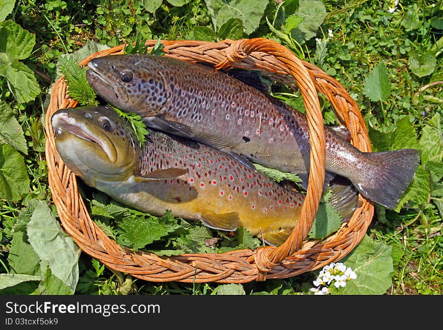 Two trouts in a basket