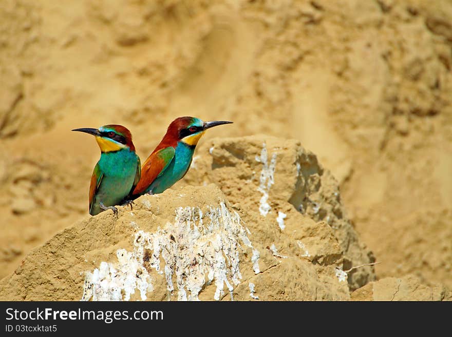 Two bee-eaters on a rock