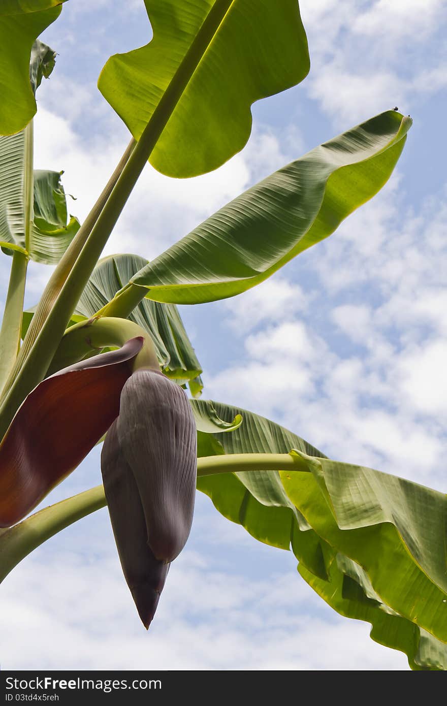 Banana flower against blue sky and white cloud. Banana flower against blue sky and white cloud