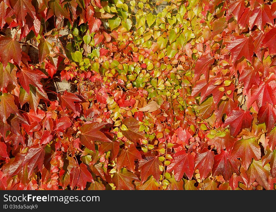 Autumn leaves on the front of a old barn