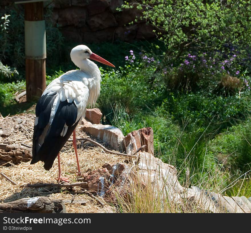 A white stork (Ciconia ciconia) with lush green foliage in the background, photographed in Johannesburg Zoo