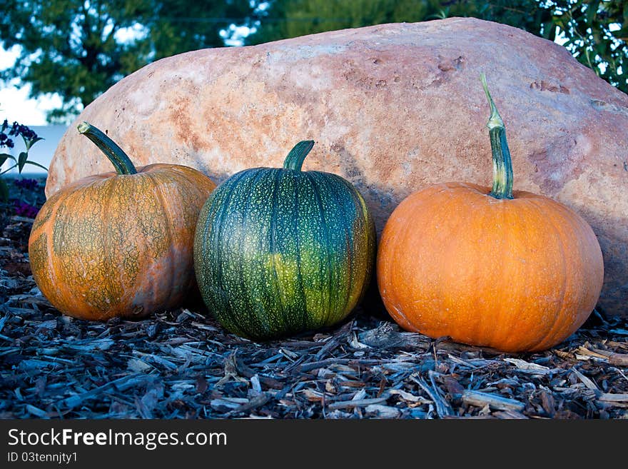 Harvested Pumpkins