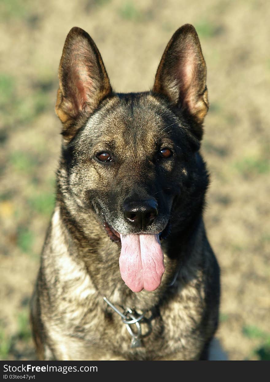 Portrait of german shepherd head.