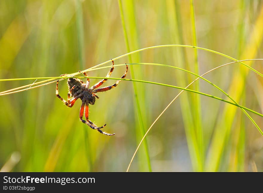 Silhouette Of A Spider Climbing Grass