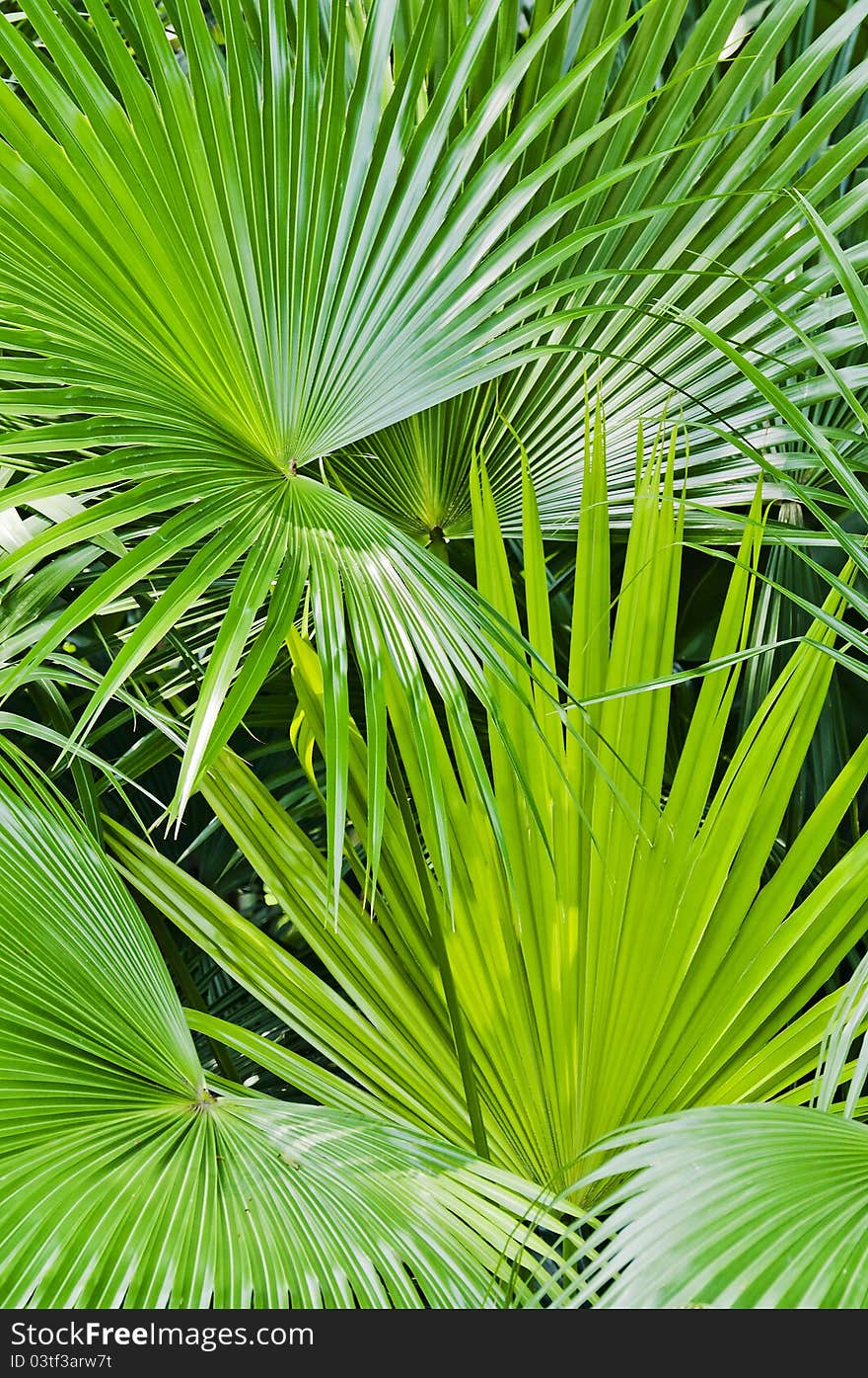 Macro image of a beautiful tropical palm leaf