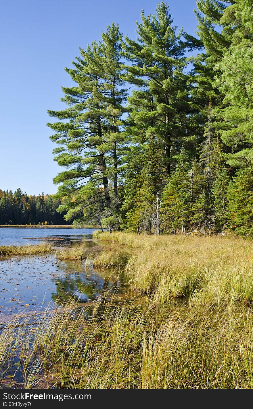 Evergreen Trees by a Lake