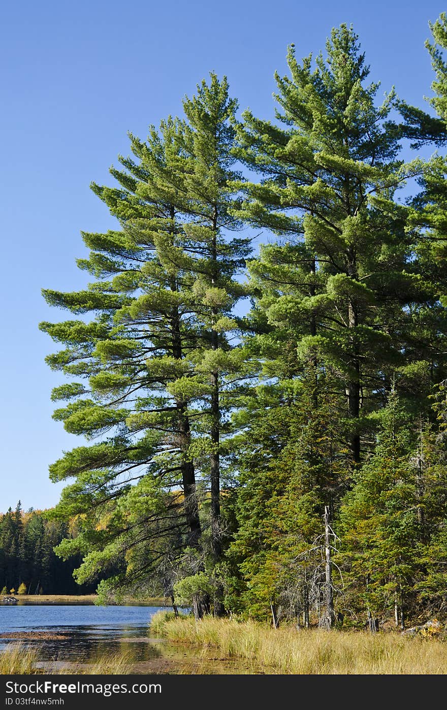 Evergreen Trees by a Lake