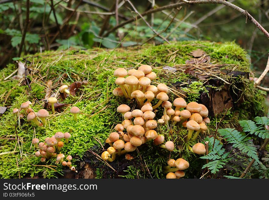 Mushrooms on a mossy tree trunk