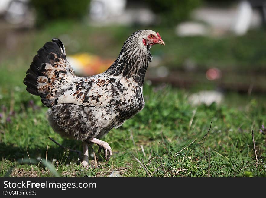 Chicken In Grass