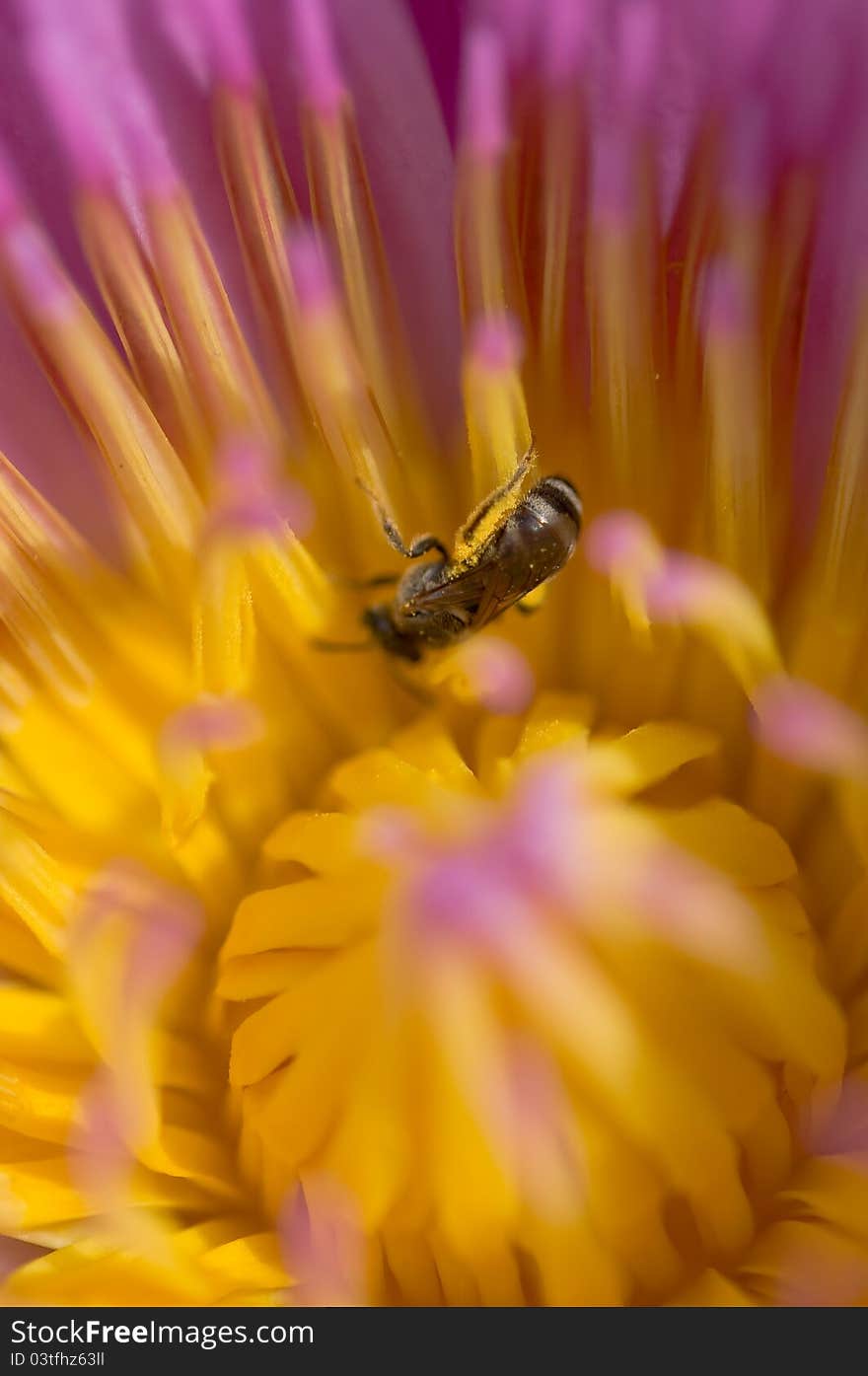 A bee in colorful purple lotus