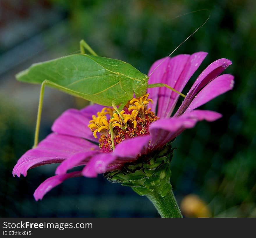 katydid on a lavender flower