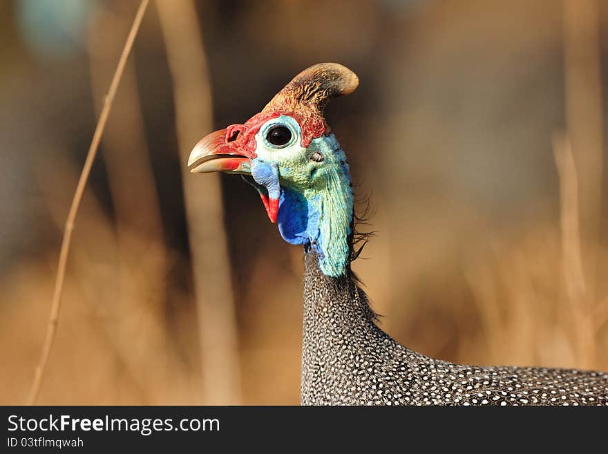 The Helmeted Guineafowl (Numida meleagris) is the best known of the guineafowl bird family, Numididae (South Africa).