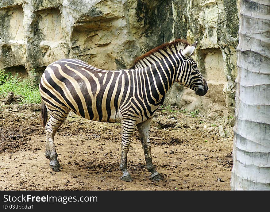 A zebra in thailand zoo