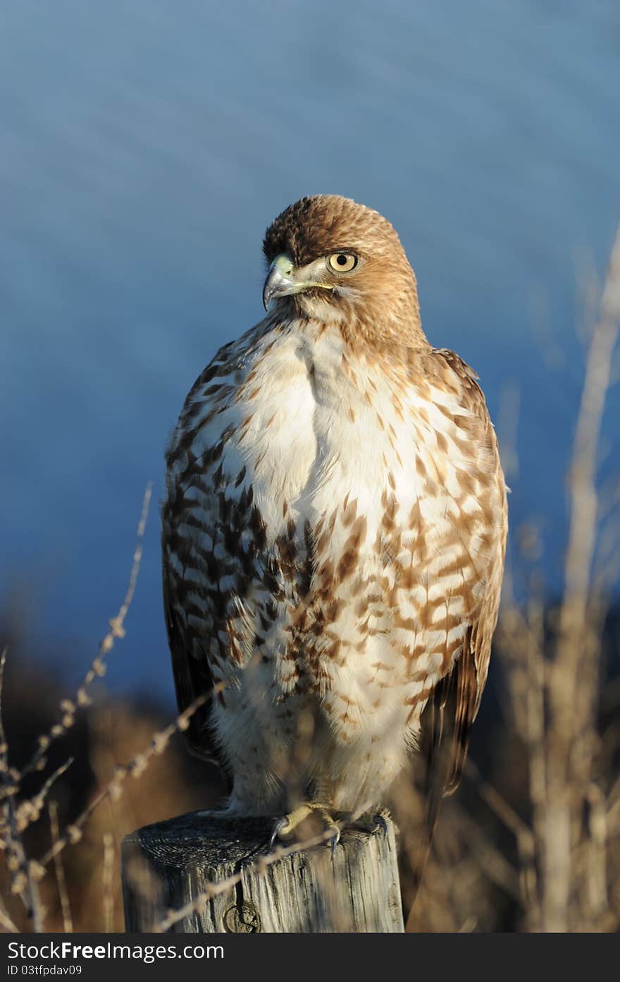 Portrair of a hawk in nature. Portrair of a hawk in nature