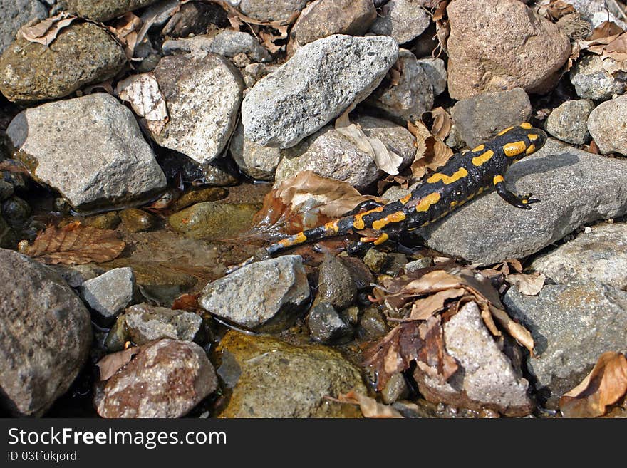 Spotty salamander is climbing out of the water