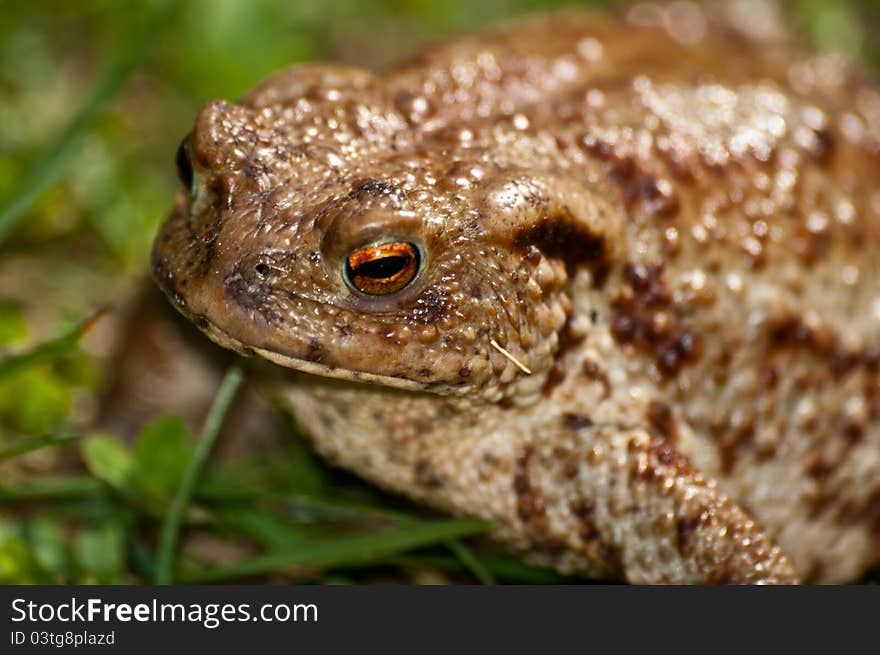 Close-up of common toad (Bufo bufo)