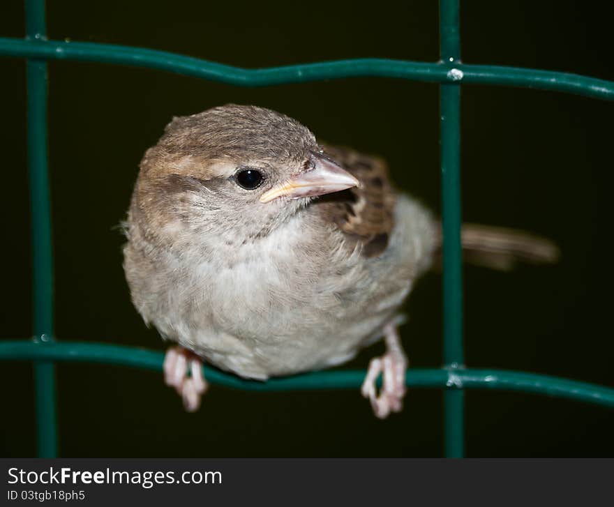 Curious house sparrow (Passer domesticus) looking towards the camera