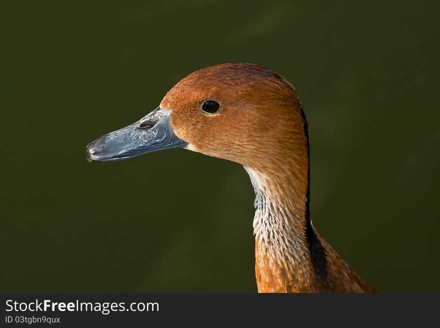 Whistling Duck head detail